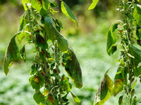 Crops are withering under high temperatures in Yichang, China, on August 7, 2024. (