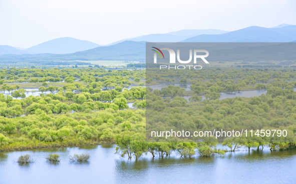 The water level of the Wusuli River wetland is rising in Raohe county, Heilongjiang province, China, on July 20, 2024. 