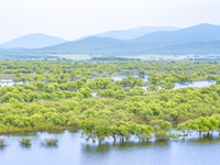 The water level of the Wusuli River wetland is rising in Raohe county, Heilongjiang province, China, on July 20, 2024. (