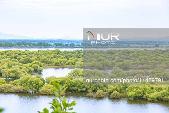 The water level of the Wusuli River wetland is rising in Raohe county, Heilongjiang province, China, on July 20, 2024. 