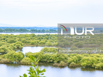 The water level of the Wusuli River wetland is rising in Raohe county, Heilongjiang province, China, on July 20, 2024. (