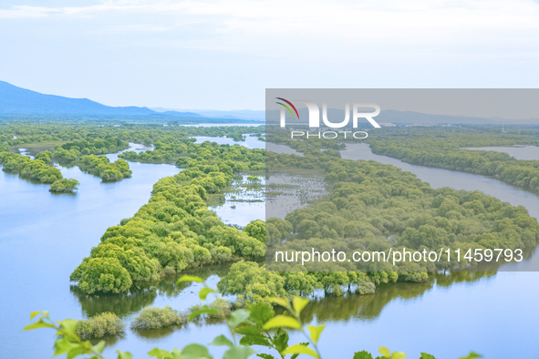 The water level of the Wusuli River wetland is rising in Raohe county, Heilongjiang province, China, on July 20, 2024. 