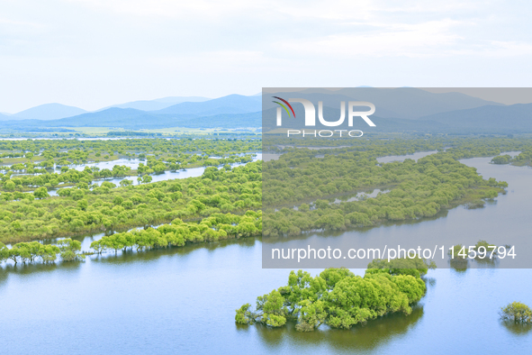 The water level of the Wusuli River wetland is rising in Raohe county, Heilongjiang province, China, on July 20, 2024. 