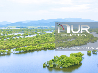 The water level of the Wusuli River wetland is rising in Raohe county, Heilongjiang province, China, on July 20, 2024. (