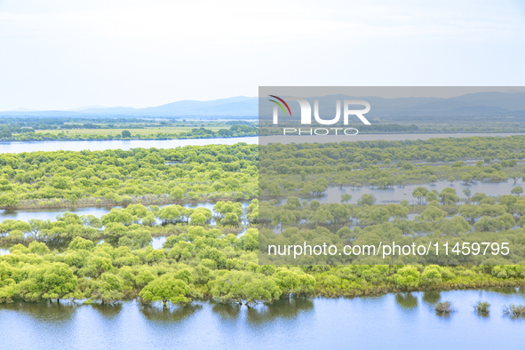 The water level of the Wusuli River wetland is rising in Raohe county, Heilongjiang province, China, on July 20, 2024. 