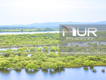 The water level of the Wusuli River wetland is rising in Raohe county, Heilongjiang province, China, on July 20, 2024. (