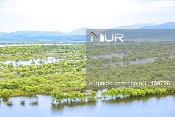 The water level of the Wusuli River wetland is rising in Raohe county, Heilongjiang province, China, on July 20, 2024. 