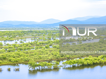 The water level of the Wusuli River wetland is rising in Raohe county, Heilongjiang province, China, on July 20, 2024. (