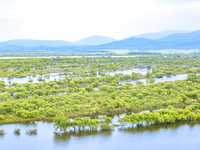 The water level of the Wusuli River wetland is rising in Raohe county, Heilongjiang province, China, on July 20, 2024. (