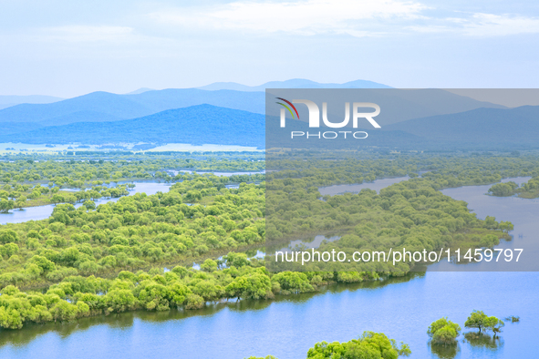 The water level of the Wusuli River wetland is rising in Raohe county, Heilongjiang province, China, on July 20, 2024. 