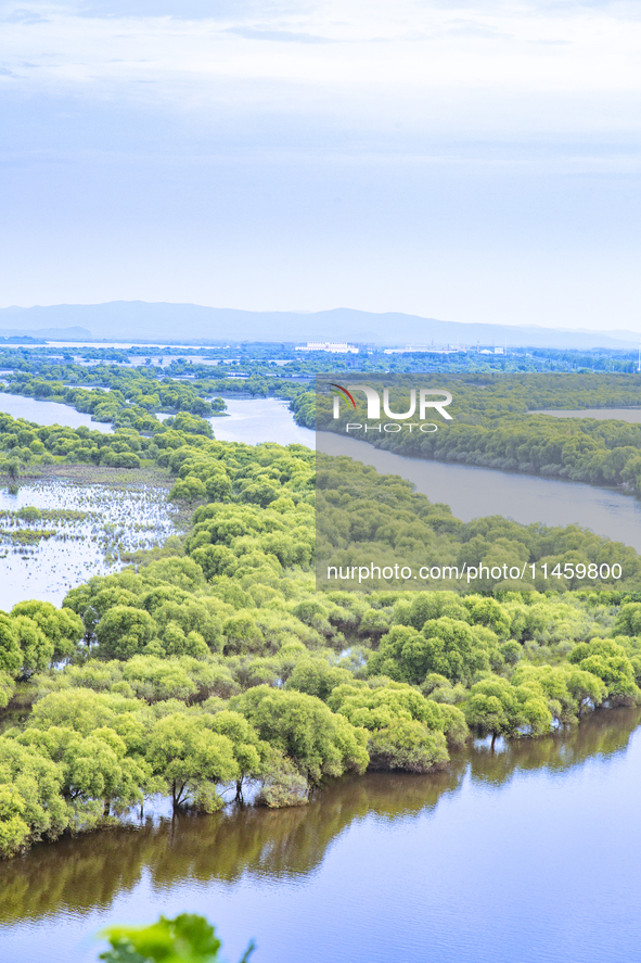 The water level of the Wusuli River wetland is rising in Raohe county, Heilongjiang province, China, on July 20, 2024. 