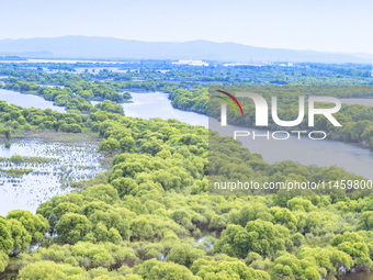 The water level of the Wusuli River wetland is rising in Raohe county, Heilongjiang province, China, on July 20, 2024. (