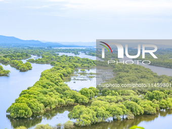 The water level of the Wusuli River wetland is rising in Raohe county, Heilongjiang province, China, on July 20, 2024. (