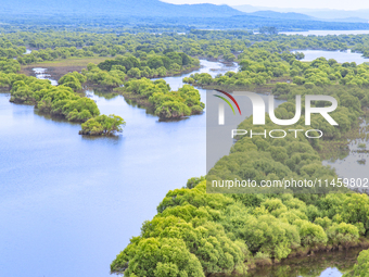 The water level of the Wusuli River wetland is rising in Raohe county, Heilongjiang province, China, on July 20, 2024. (