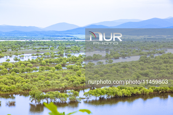 The water level of the Wusuli River wetland is rising in Raohe county, Heilongjiang province, China, on July 20, 2024. 