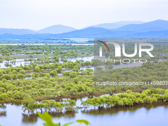 The water level of the Wusuli River wetland is rising in Raohe county, Heilongjiang province, China, on July 20, 2024. (