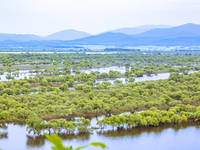 The water level of the Wusuli River wetland is rising in Raohe county, Heilongjiang province, China, on July 20, 2024. (