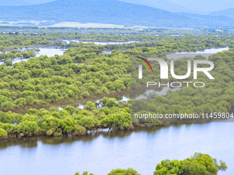 The water level of the Wusuli River wetland is rising in Raohe county, Heilongjiang province, China, on July 20, 2024. (