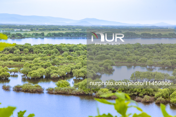 The water level of the Wusuli River wetland is rising in Raohe county, Heilongjiang province, China, on July 20, 2024. 