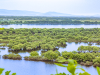 The water level of the Wusuli River wetland is rising in Raohe county, Heilongjiang province, China, on July 20, 2024. (