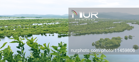 The water level of the Wusuli River wetland is rising in Raohe county, Heilongjiang province, China, on July 20, 2024. 