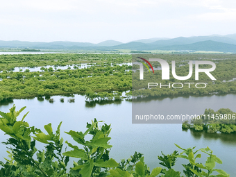 The water level of the Wusuli River wetland is rising in Raohe county, Heilongjiang province, China, on July 20, 2024. (