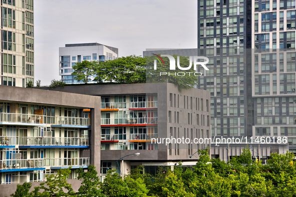 Trees are growing on a green rooftop of a condominium building in Toronto, Ontario, Canada, on June 12, 2024. 