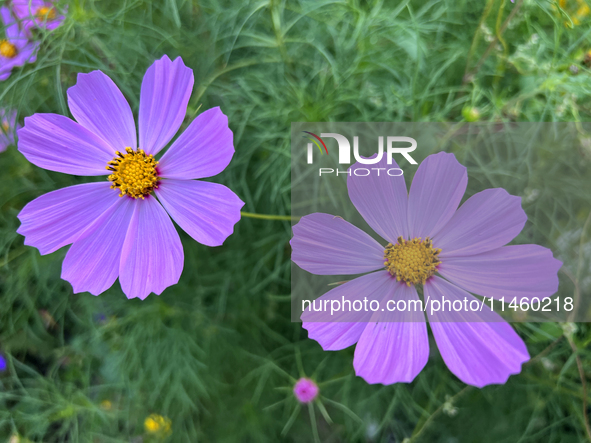 Purple cosmos flowers (cosmos bipinnatus) are growing in Toronto, Ontario, Canada, on August 01, 2024. 