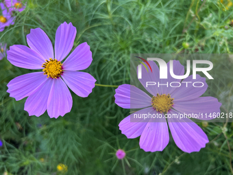 Purple cosmos flowers (cosmos bipinnatus) are growing in Toronto, Ontario, Canada, on August 01, 2024. (