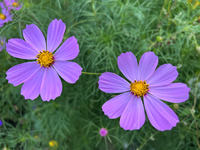 Purple cosmos flowers (cosmos bipinnatus) are growing in Toronto, Ontario, Canada, on August 01, 2024. (