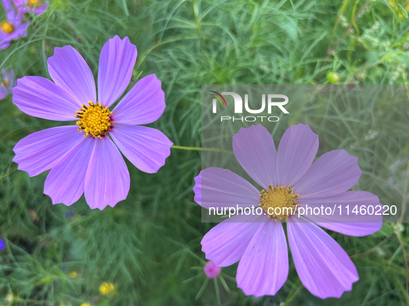 Purple cosmos flowers (cosmos bipinnatus) are growing in Toronto, Ontario, Canada, on August 01, 2024. 