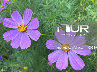 Purple cosmos flowers (cosmos bipinnatus) are growing in Toronto, Ontario, Canada, on August 01, 2024. (