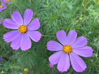 Purple cosmos flowers (cosmos bipinnatus) are growing in Toronto, Ontario, Canada, on August 01, 2024. (