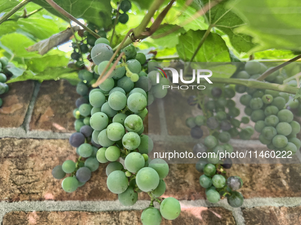 Grapes are growing in Toronto, Ontario, Canada, on August 01, 2024. 