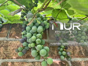 Grapes are growing in Toronto, Ontario, Canada, on August 01, 2024. (