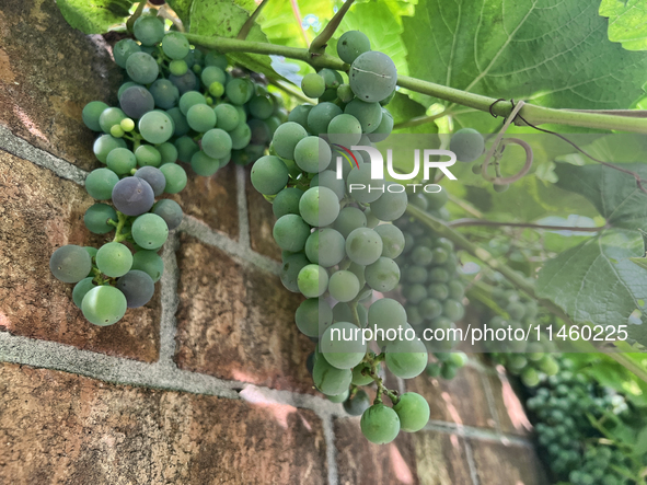 Grapes are growing in Toronto, Ontario, Canada, on August 01, 2024. 