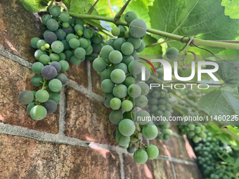 Grapes are growing in Toronto, Ontario, Canada, on August 01, 2024. (