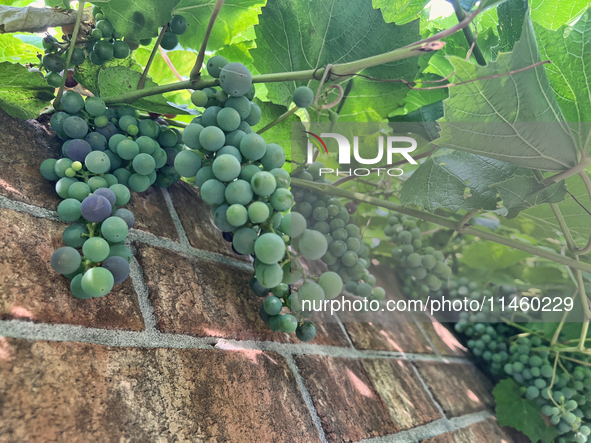 Grapes are growing in Toronto, Ontario, Canada, on August 01, 2024. 