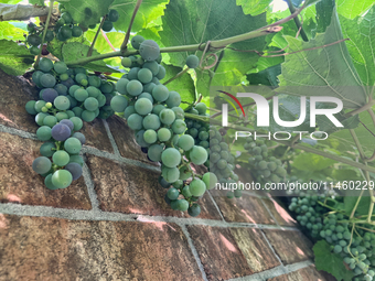 Grapes are growing in Toronto, Ontario, Canada, on August 01, 2024. (