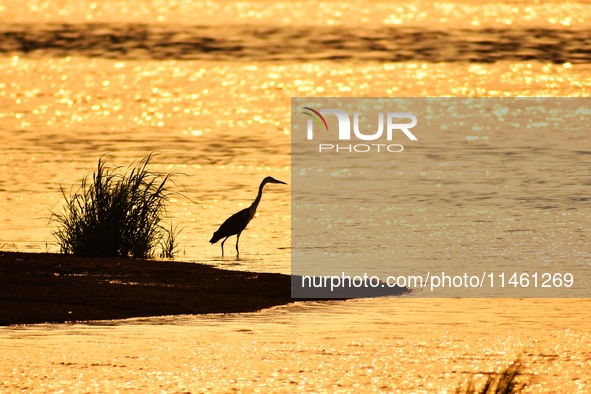 A heron is fishing in the autumn light at the Ink River Estuary wetland in Qingdao, China, on August 7, 2024. 