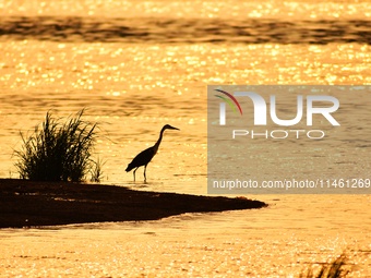 A heron is fishing in the autumn light at the Ink River Estuary wetland in Qingdao, China, on August 7, 2024. (