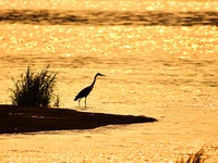 A heron is fishing in the autumn light at the Ink River Estuary wetland in Qingdao, China, on August 7, 2024. (