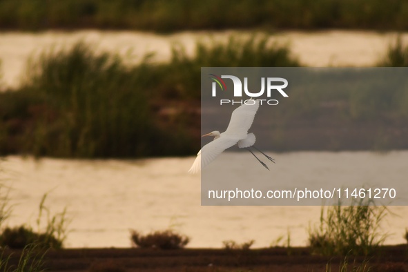 A great egret is foraging in the evening tide at the Ink River Estuary wetland in Qingdao, China, on August 7, 2024. 