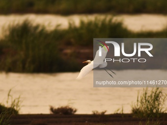 A great egret is foraging in the evening tide at the Ink River Estuary wetland in Qingdao, China, on August 7, 2024. (