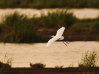 A great egret is foraging in the evening tide at the Ink River Estuary wetland in Qingdao, China, on August 7, 2024. (