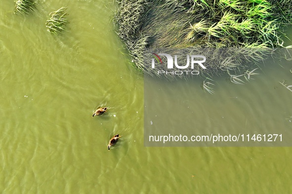 Two spotted billed ducks are foraging in the evening tide at the Ink River Estuary wetland in Qingdao, Shandong province, on August 7, 2024....