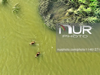 Two spotted billed ducks are foraging in the evening tide at the Ink River Estuary wetland in Qingdao, Shandong province, on August 7, 2024....