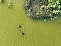 Two spotted billed ducks are foraging in the evening tide at the Ink River Estuary wetland in Qingdao, Shandong province, on August 7, 2024....