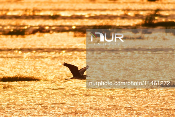 A heron is flying in the autumn light at the Ink River Estuary wetland in Qingdao, China, on August 7, 2024. 