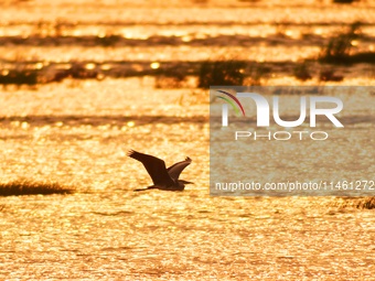 A heron is flying in the autumn light at the Ink River Estuary wetland in Qingdao, China, on August 7, 2024. (